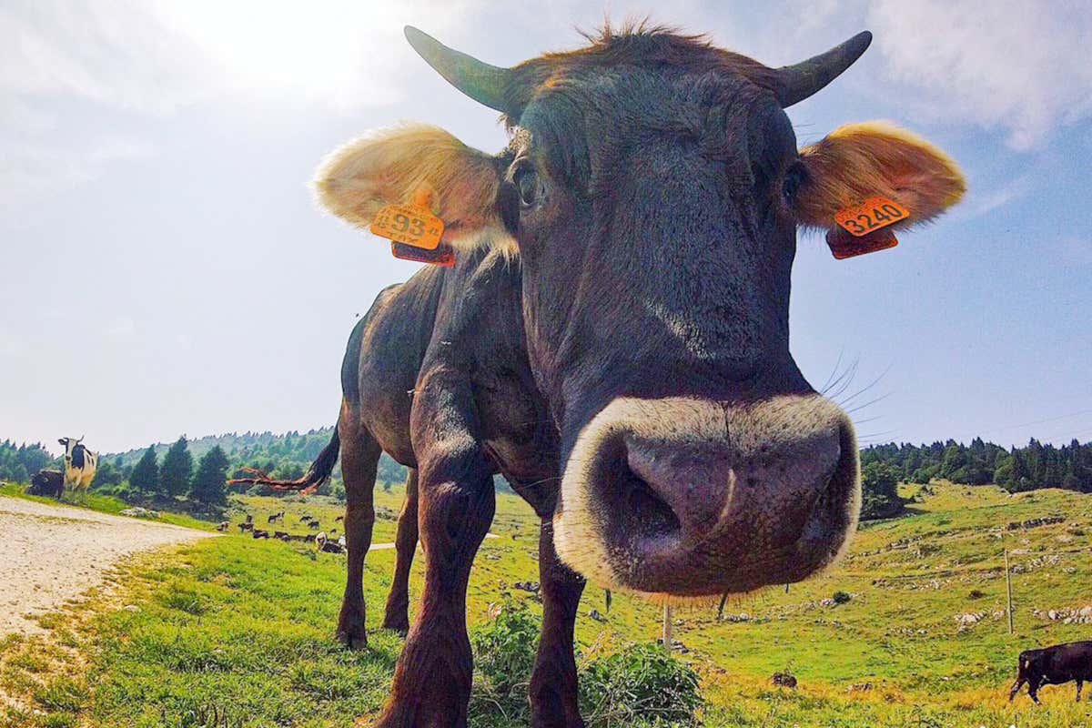 Le malghe dell'Altopiano dei Sette Comuni ottengono la certificazione biologica